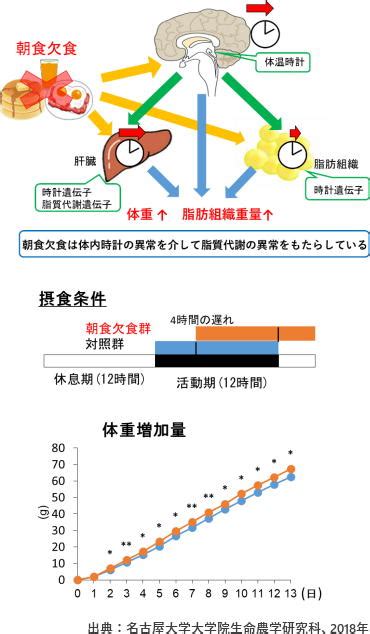 食事抜きのリスク：健康への影響と代替策