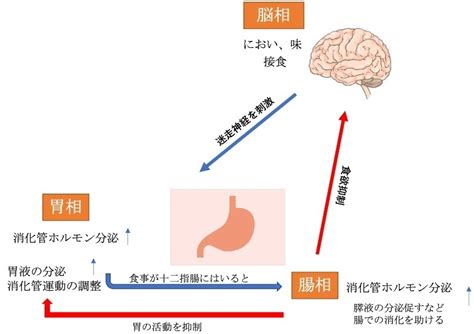 食欲の変化：