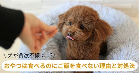 食欲不振の犬の食事術：愛犬の健康のために