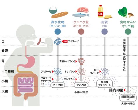 食物の分解：