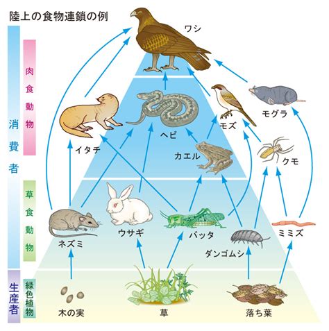 食物の連鎖ピラミッド：健全な生態系を維持するための重要な仕組み