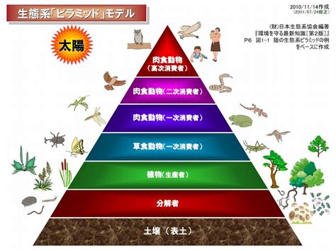 食物連鎖ピラミッドで生態系のバランスを保つ