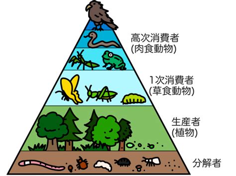 食物連鎖ピラミッド：生態系における生命のつながり