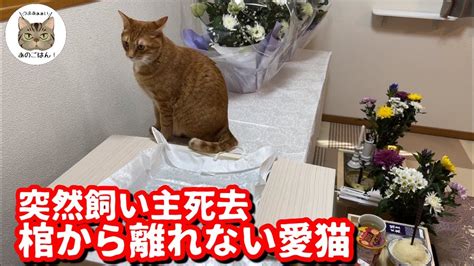 飼い主が亡くなった猫のこれから「寄り添ってくれるご家族を見つけるためのガイド」