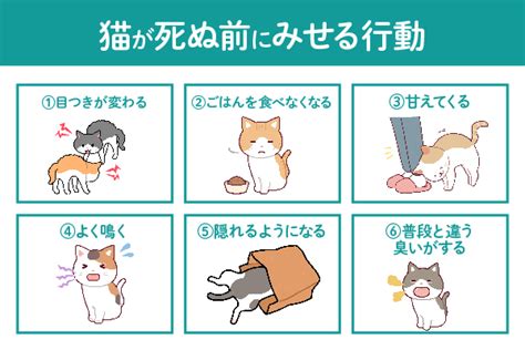 飼い主が亡くなった猫の看取りと今後について