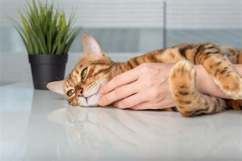 飼い主さんの腕が疲れない：