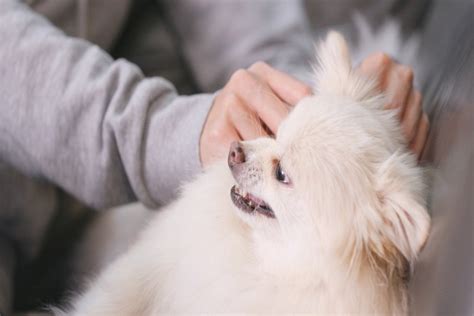 飼い主に向かって唸る犬への対応