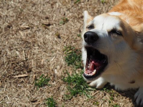 飼い主に唸る犬への対処法