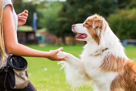 飼い主に忠実な犬