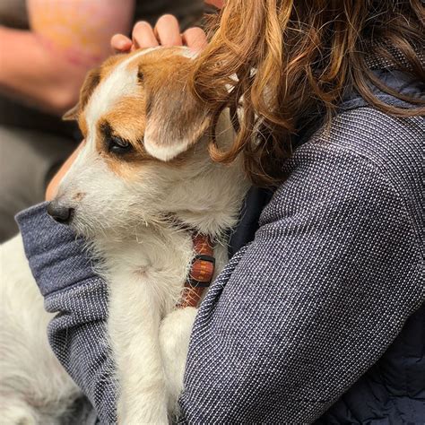 飼い主の上で寝る犬：愛情表現それとも支配行動？