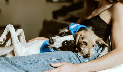 飼い主の妊娠、犬の変化