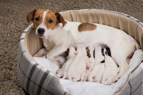 飼い主の妊娠と愛犬への影響