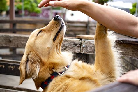 飼い主の妊娠に伴う犬の変化