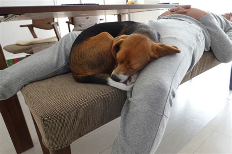 飼い主の 上で寝る犬