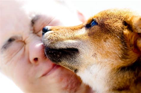 飼い主への愛情表現