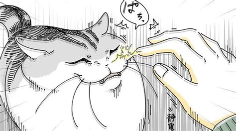 飼い主必見！静電気とネコの賢い付き合い方