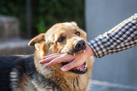 飼い犬が人間を噛むという深刻な問題