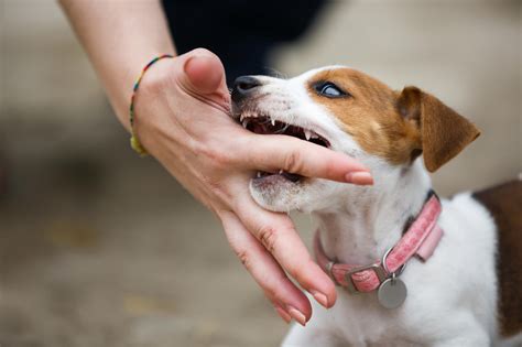 飼い犬が噛む理由