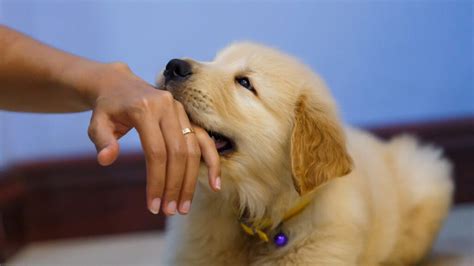 飼い犬が手をかむので、どうすればいいの？