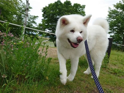 飼い犬が手をかむので、どうすればいい？