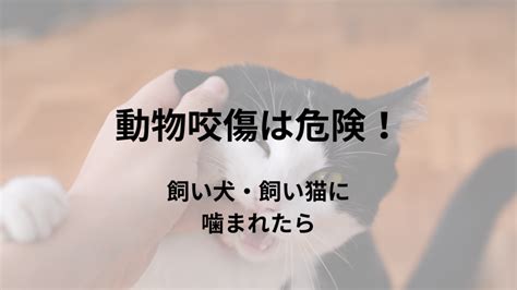 飼い犬による咬傷の防止と対処法