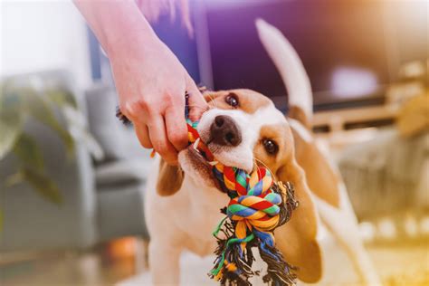 飼い犬に手を噛まれる意味：信頼の破綻と対策