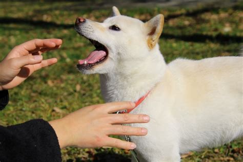 飼い犬の咬傷