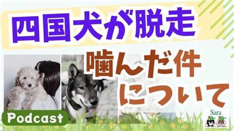 飼い犬の咬傷を防ぐための包括ガイド：統計、対策、法的責任