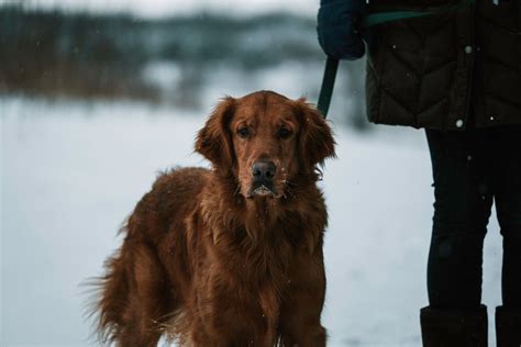 飼い犬を探す夢