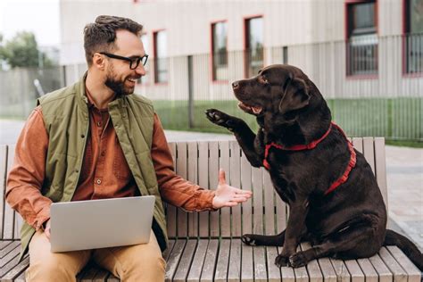 飼い犬を探せない夢の意味とは？スピリチュアル的解釈と心理学の見解