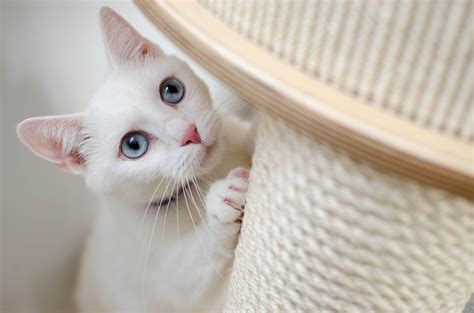 飼い猫の習性: ついてくる猫の性質と対策