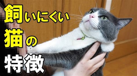 飼い馴らしにくい猫の特徴