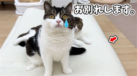 飼主が亡くなったとき、猫は悲しむのか？