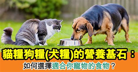 飼料：寵物日常飲食的基石