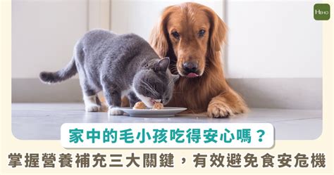 飼料：毛孩健康與營養的關鍵