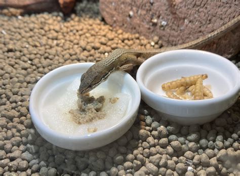 餌の量を決定するための要因