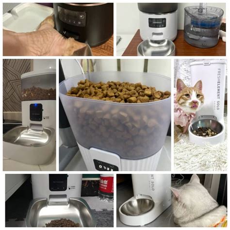 餵食器：提升寵物飼養便利性與健康保障的關鍵設備