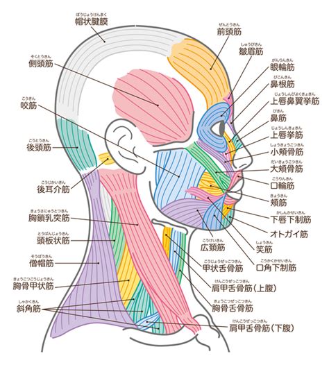 首と頭の制御: