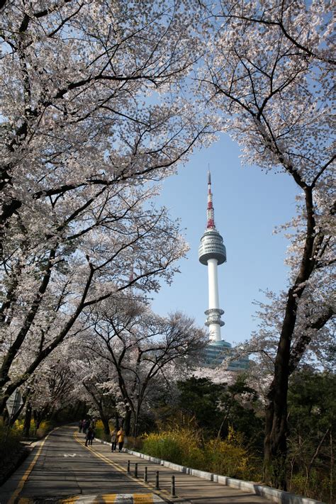 首爾櫻花季節：一場春季的盛宴