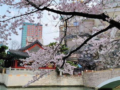 首爾櫻花季：時間與地點