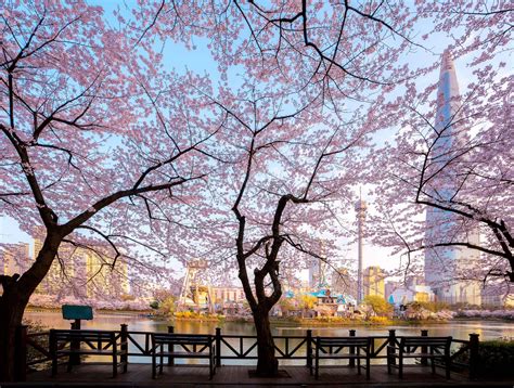 首爾櫻花季：萬花齊綻的浪漫春日