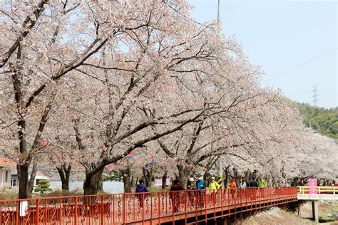 首爾櫻花爛漫，打造浪漫春日之旅