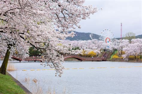 首爾櫻花盛放，浪漫春意籠罩城市