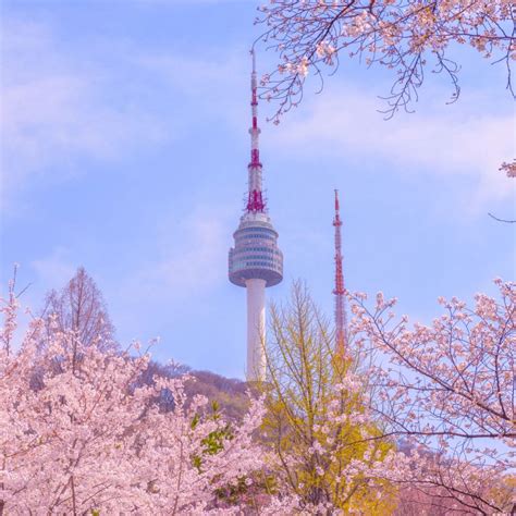 首爾櫻花，亞洲最夢幻的春天奇景