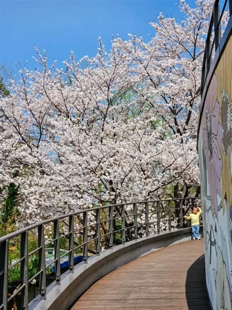 首爾櫻花：人間仙境，浪漫花海