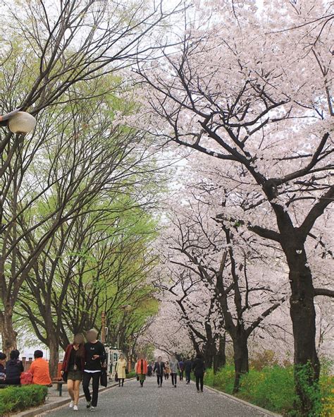 首爾櫻花：城市花海，浪漫綻放