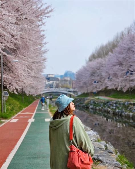 首爾櫻花：春之浪漫之旅