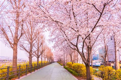 首爾櫻花：春之絕景，浪漫滿城