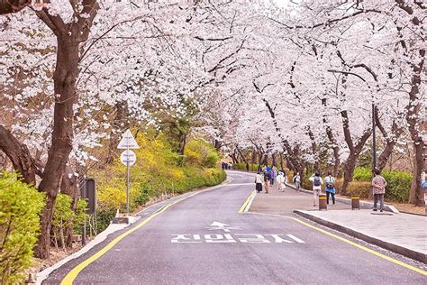 首爾櫻花：春季綻放的城市之美