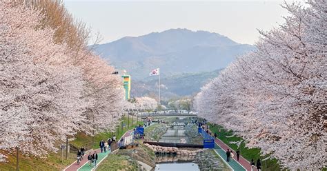 首爾櫻花：春日裡的花海盛宴